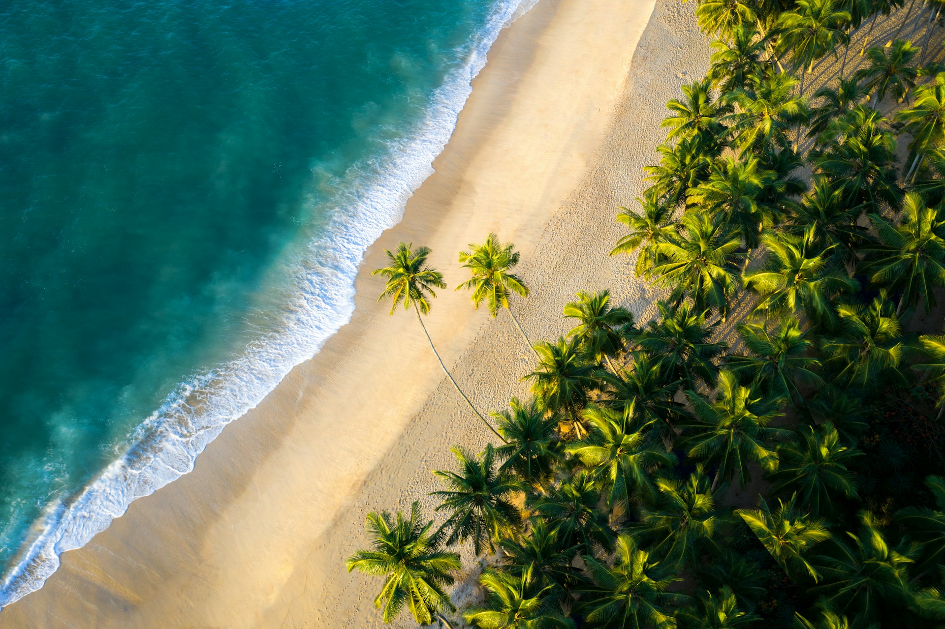 an aerial view of a beach with palm trees