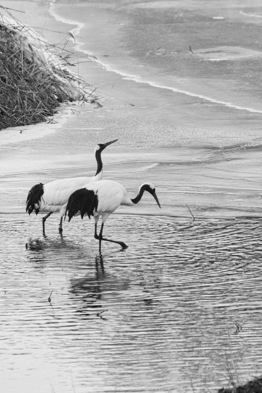 a flock of seagulls standing on a beach