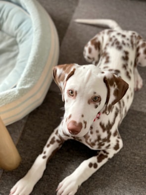 A brown and white spotted dog lies on a carpet, looking up with curious eyes. Beside the dog, there is a soft, light blue pet bed, slightly out of focus, and part of a wooden furniture leg.