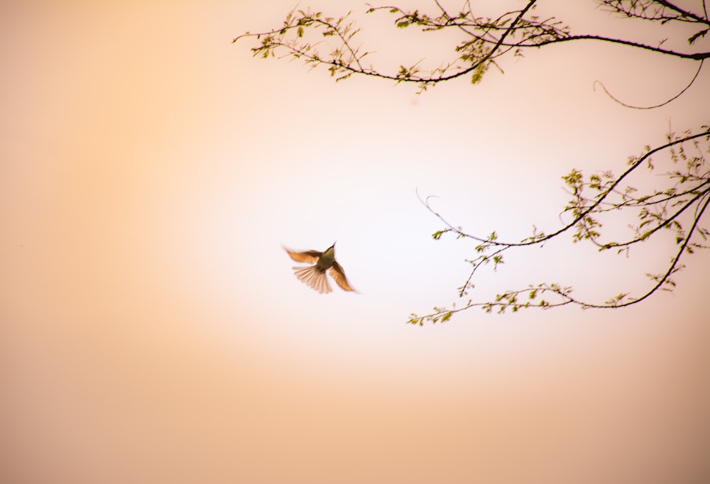 a bird flying in the air near a tree