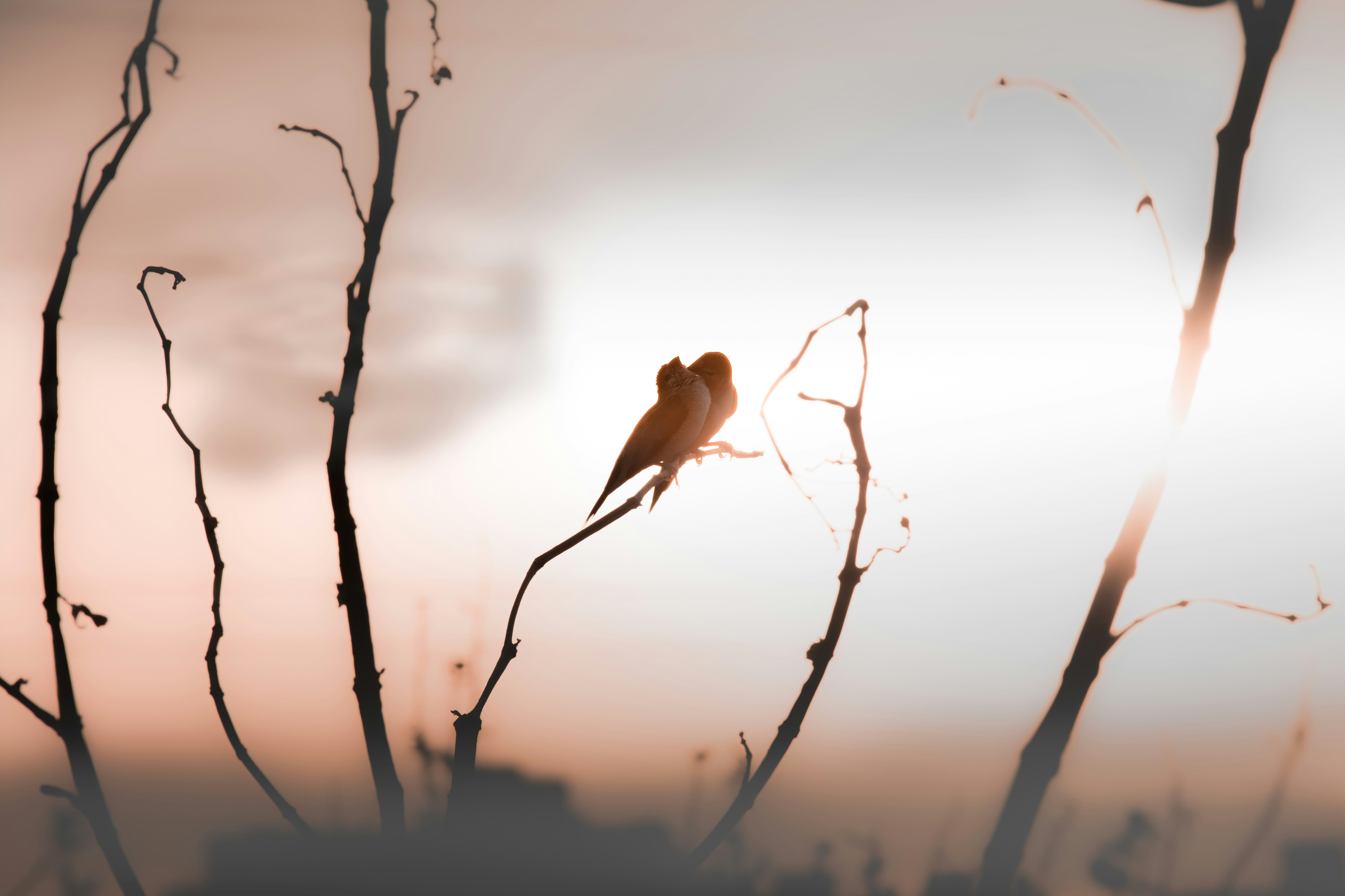 Foto zum Thema Ein paar Vögel sitzen auf einem Ast Kostenloses Bild