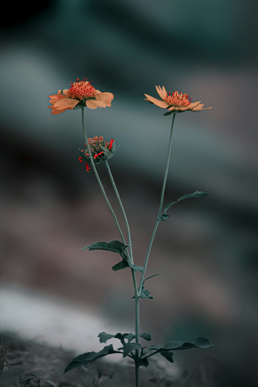 um par de flores alaranjadas sentadas em cima de uma planta
