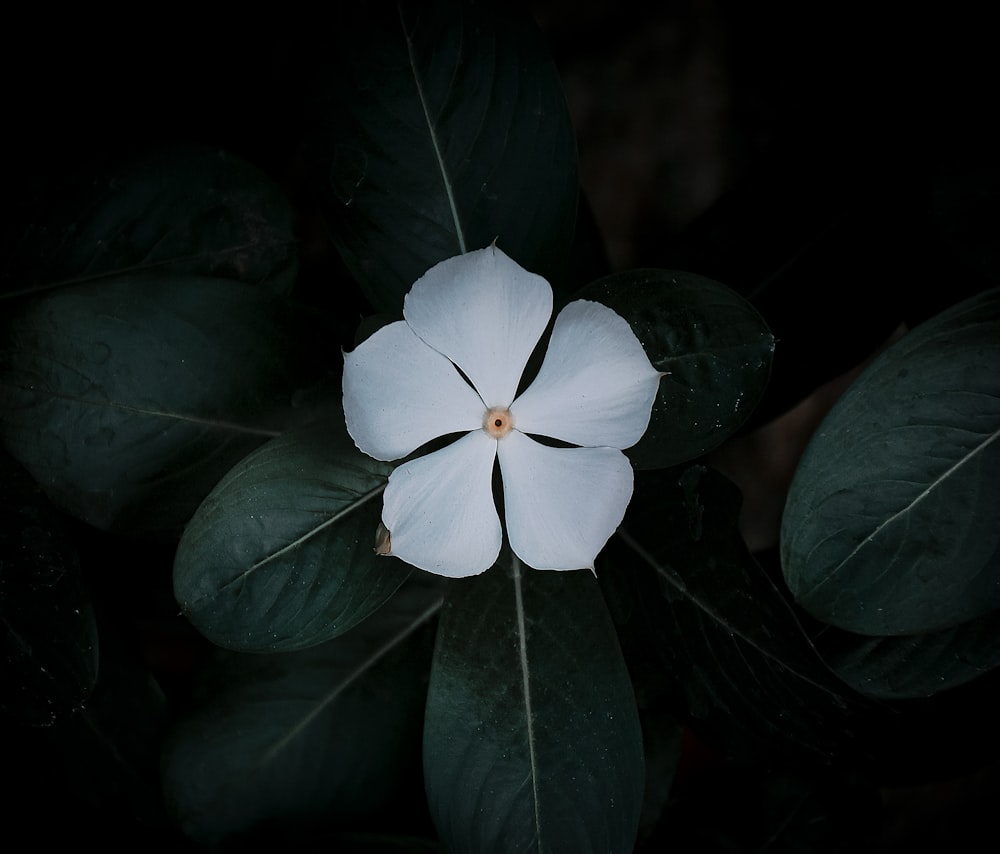 uma flor branca com folhas verdes em torno dela
