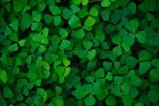 a bunch of green leaves that are all over the place