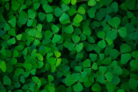 a bunch of green leaves that are all over the place