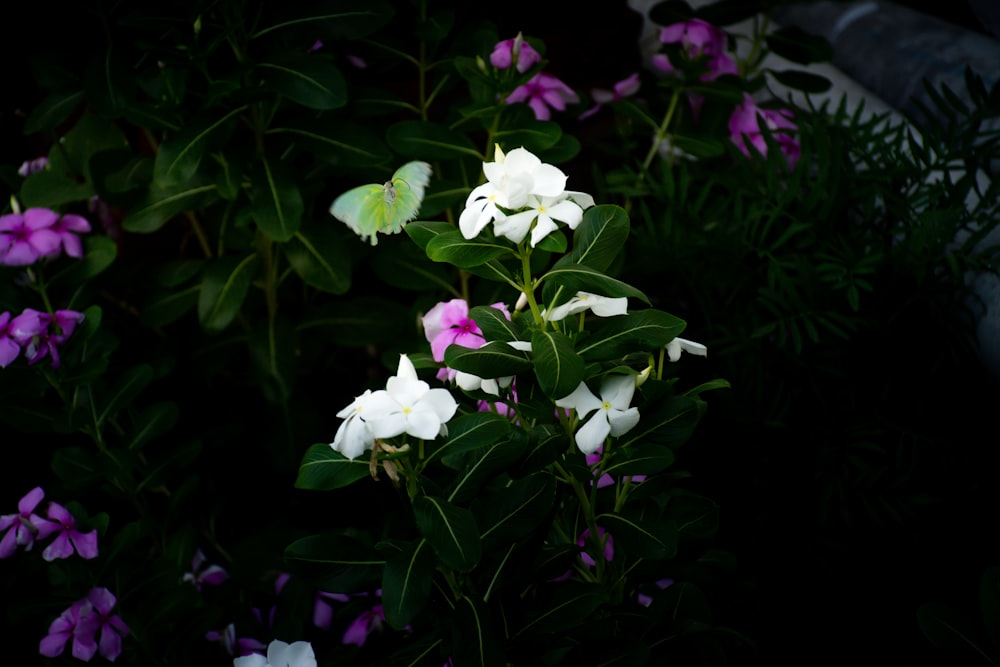 a bunch of white and purple flowers with green leaves