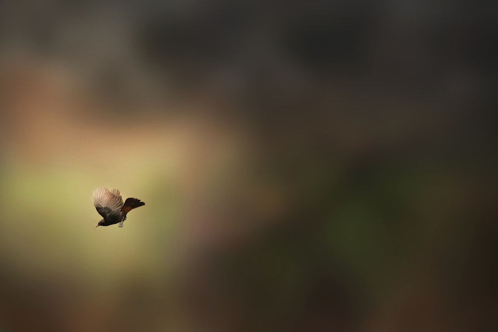 a bird flying through the air with a blurry background
