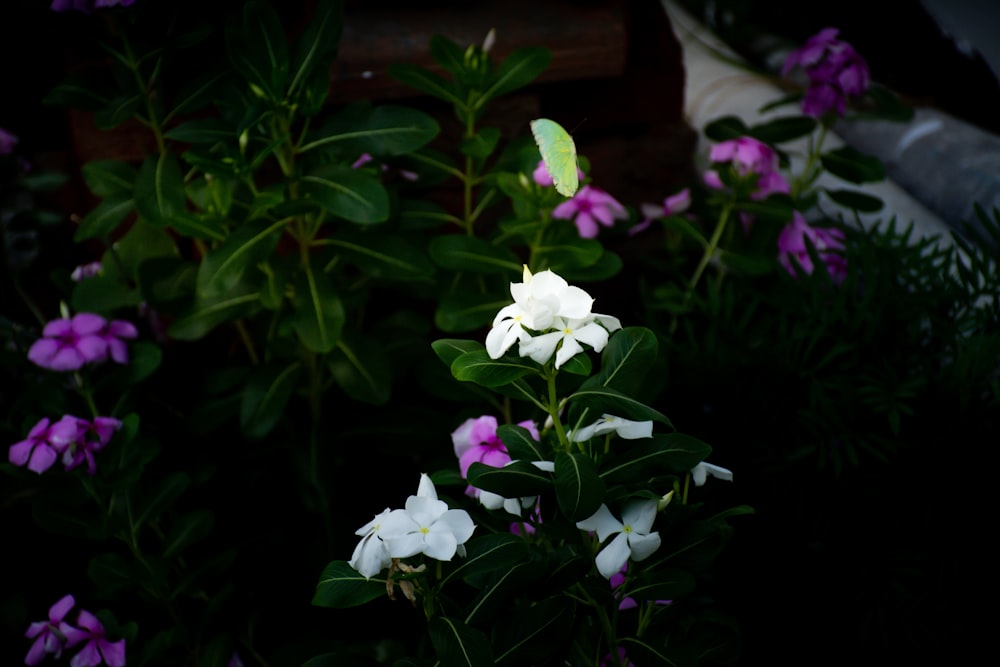 white and purple flowers and a green butterfly