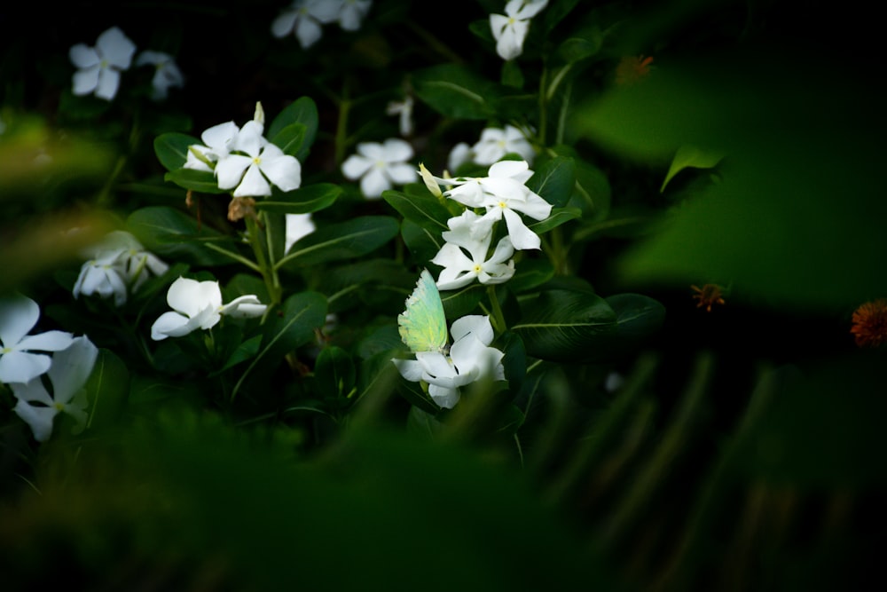 some white flowers and green leaves in the dark