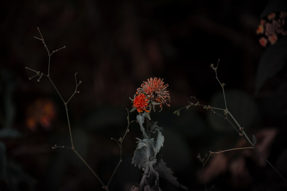a red flower is in the middle of a black background