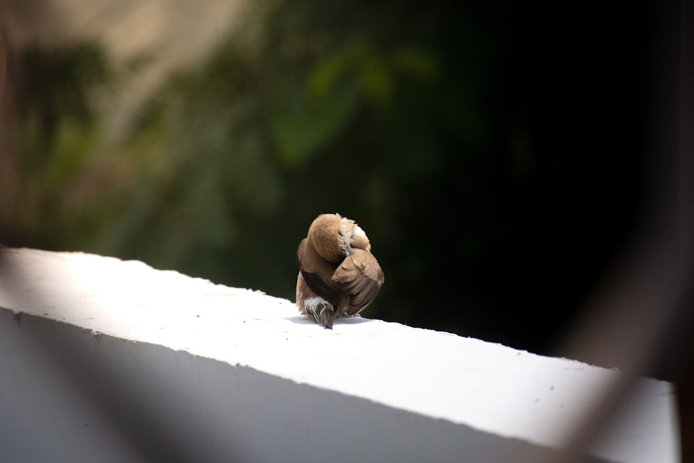 a small bird sitting on top of a white ledge