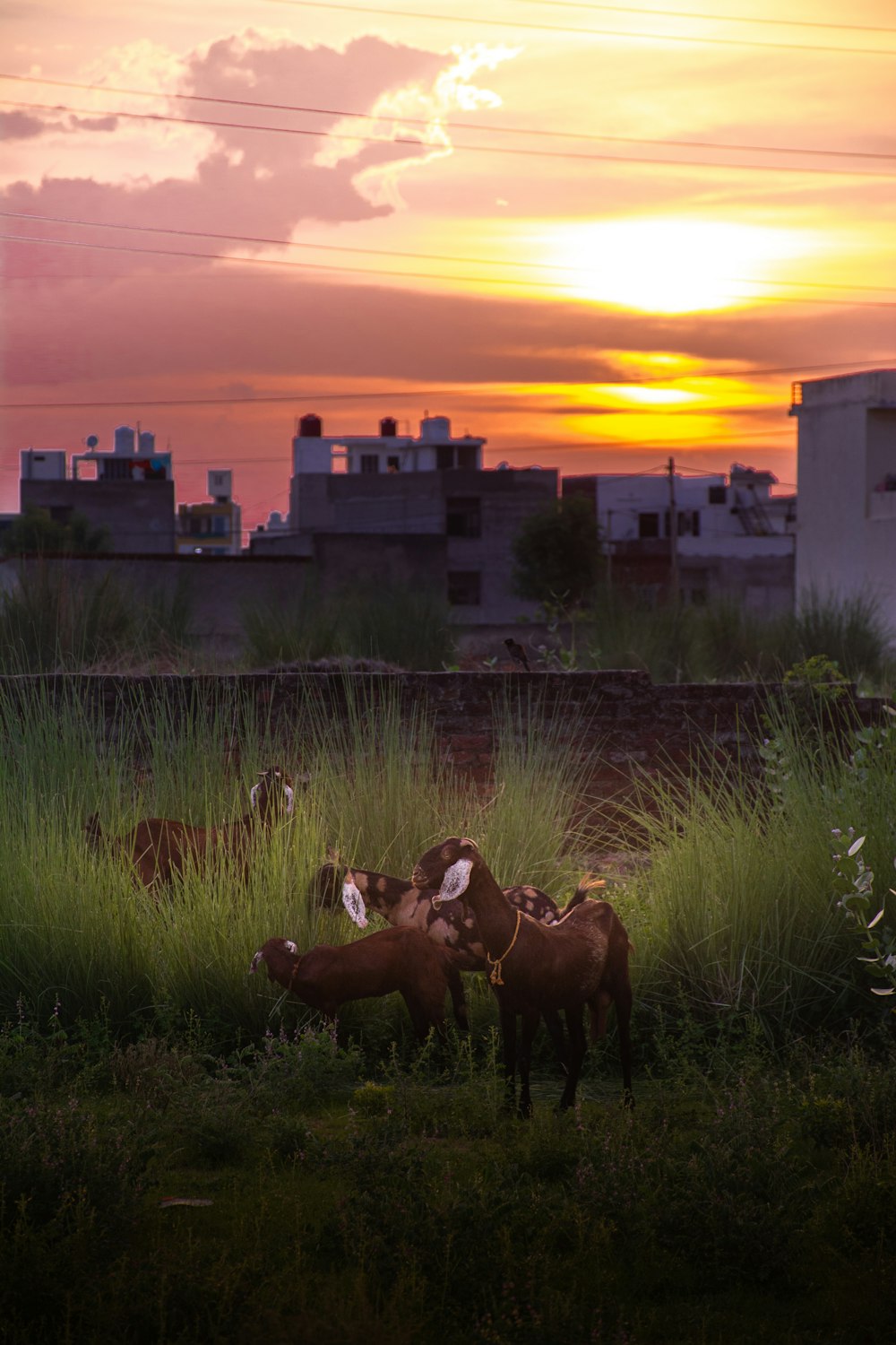 a group of horses standing on top of a lush green field