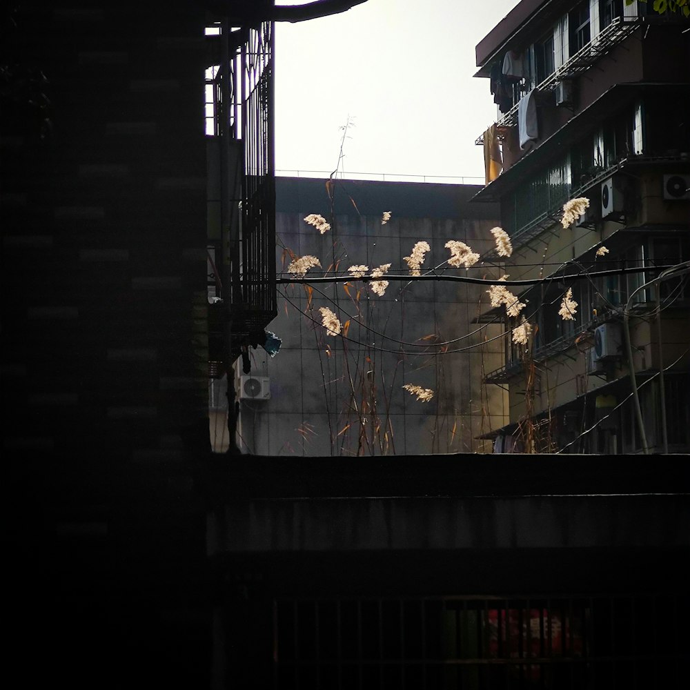 a building with a bunch of white flowers growing out of it