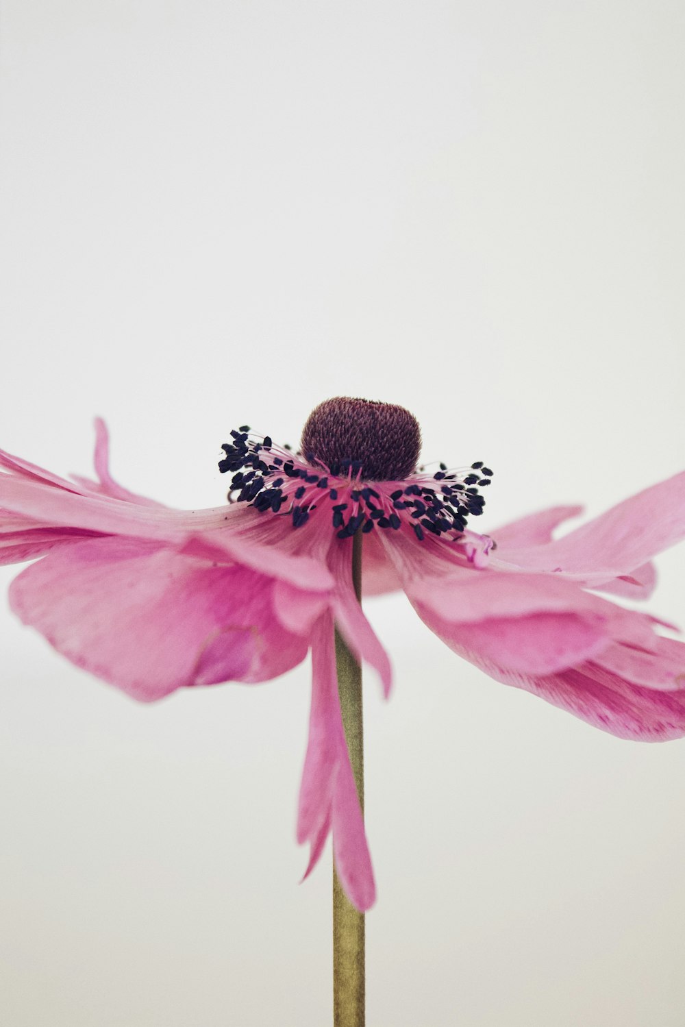 a pink flower with a white background