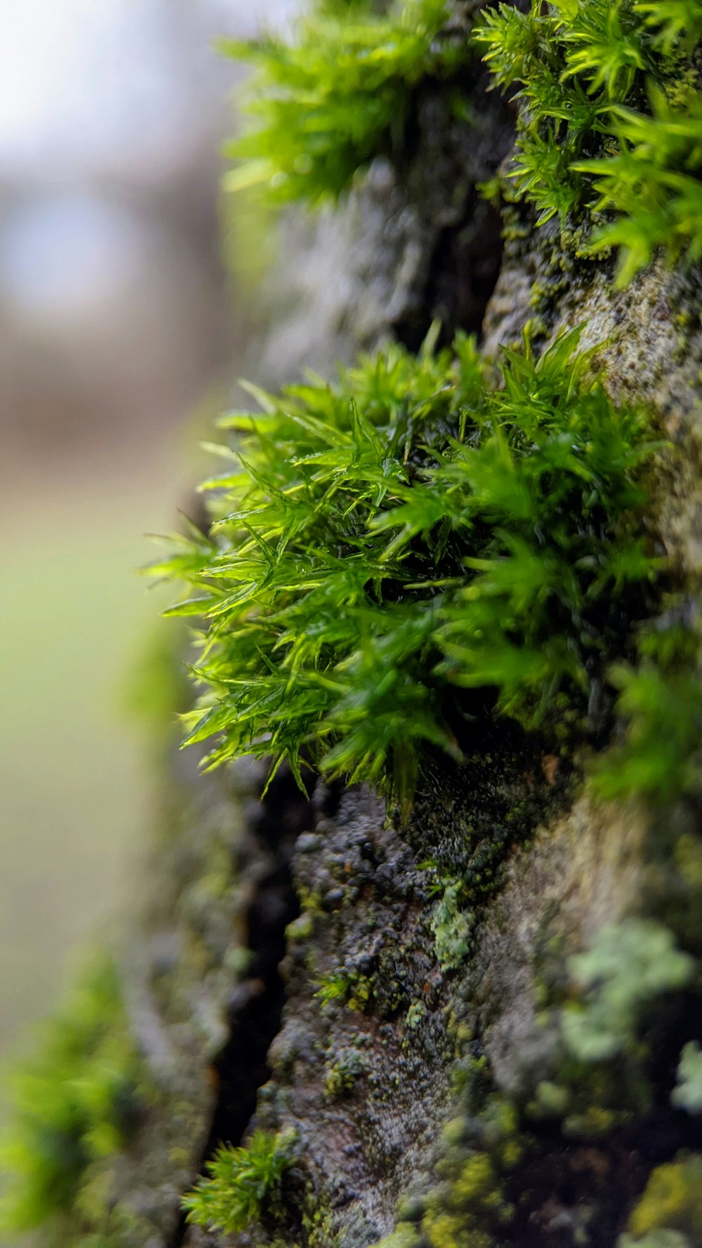 a close up of a moss growing on a tree