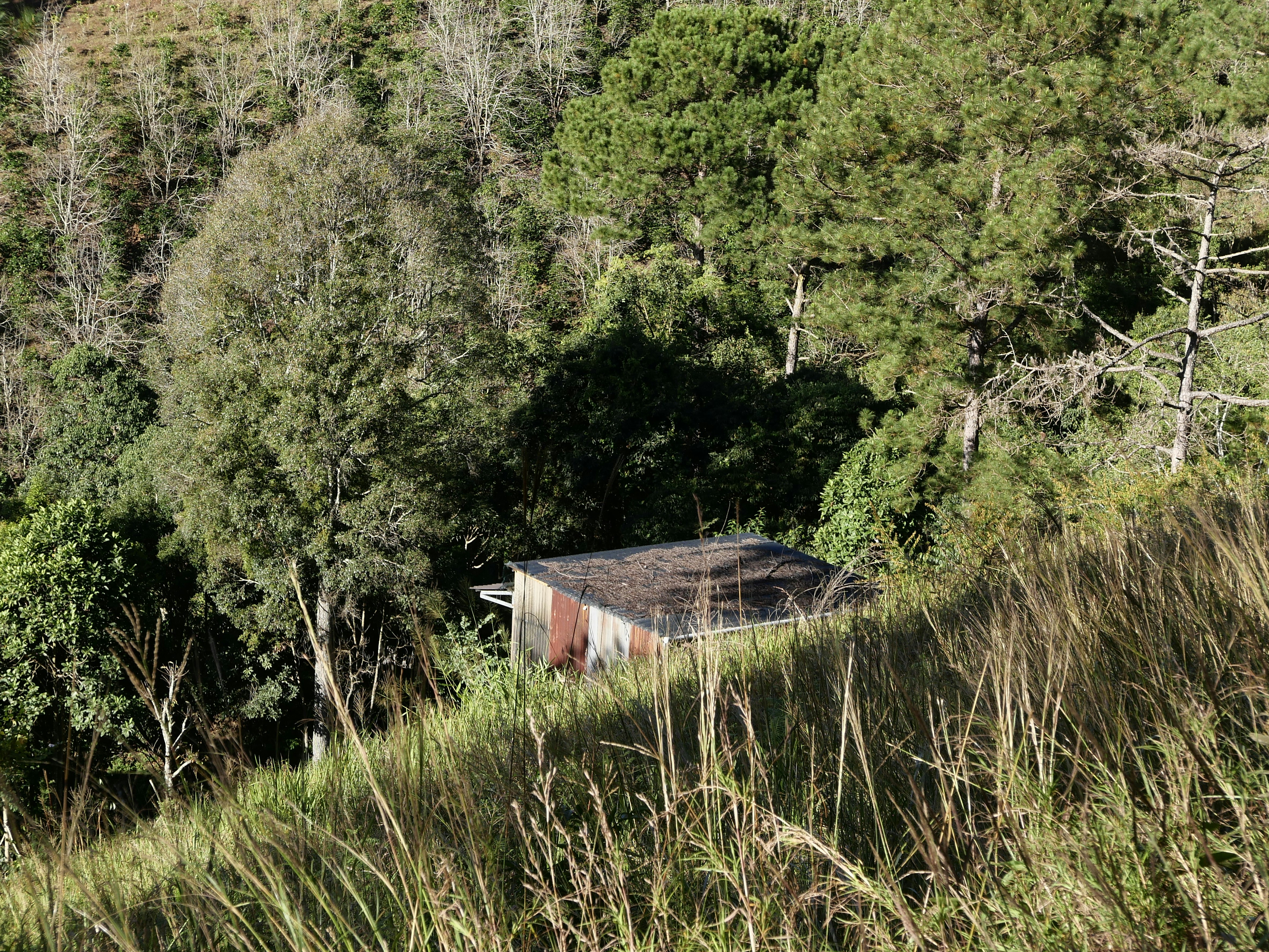 an outhouse in the middle of a forest