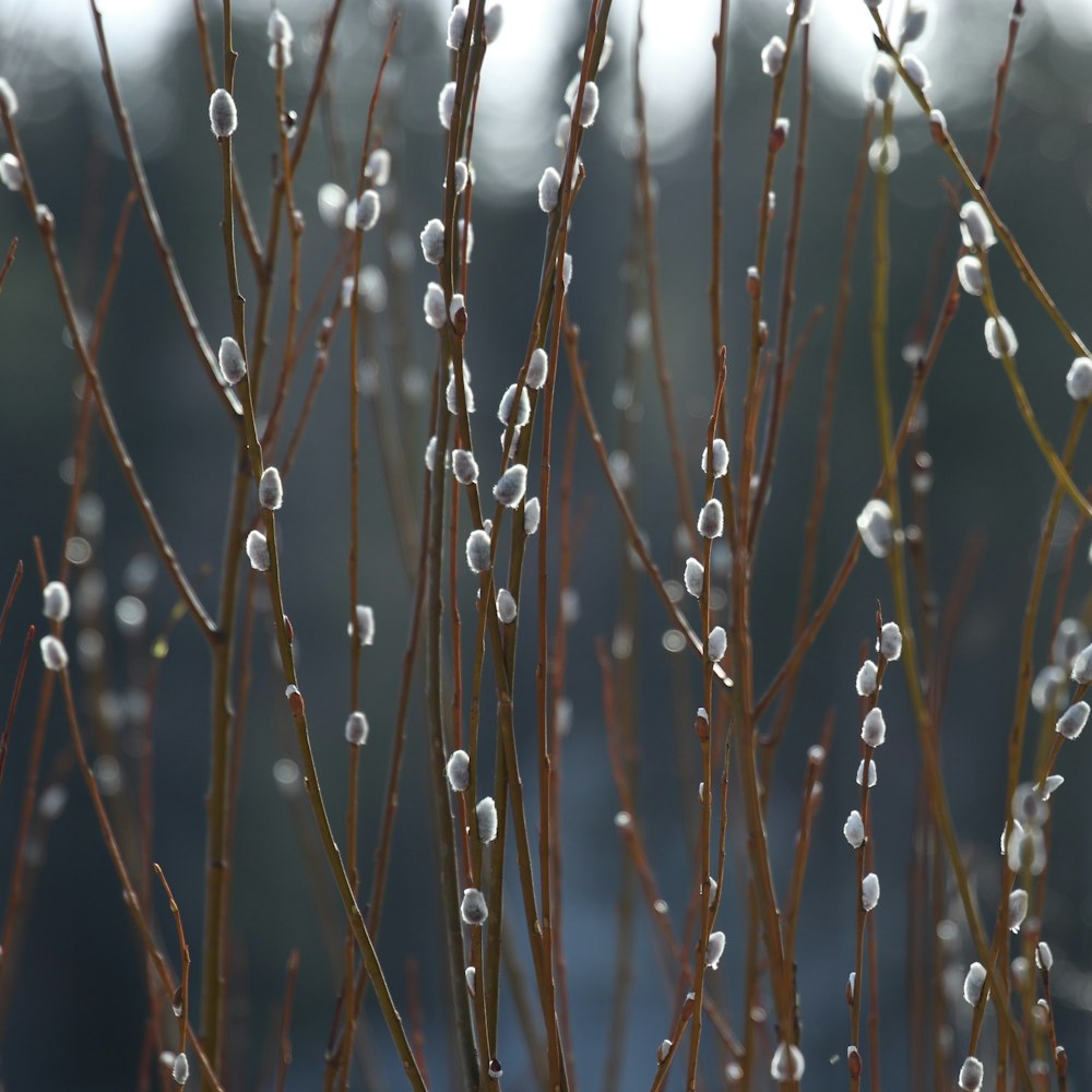 a close up of a plant with small white flowers