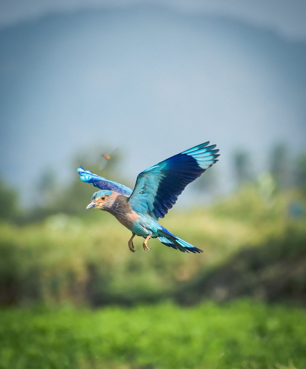 a blue bird flying over a lush green field