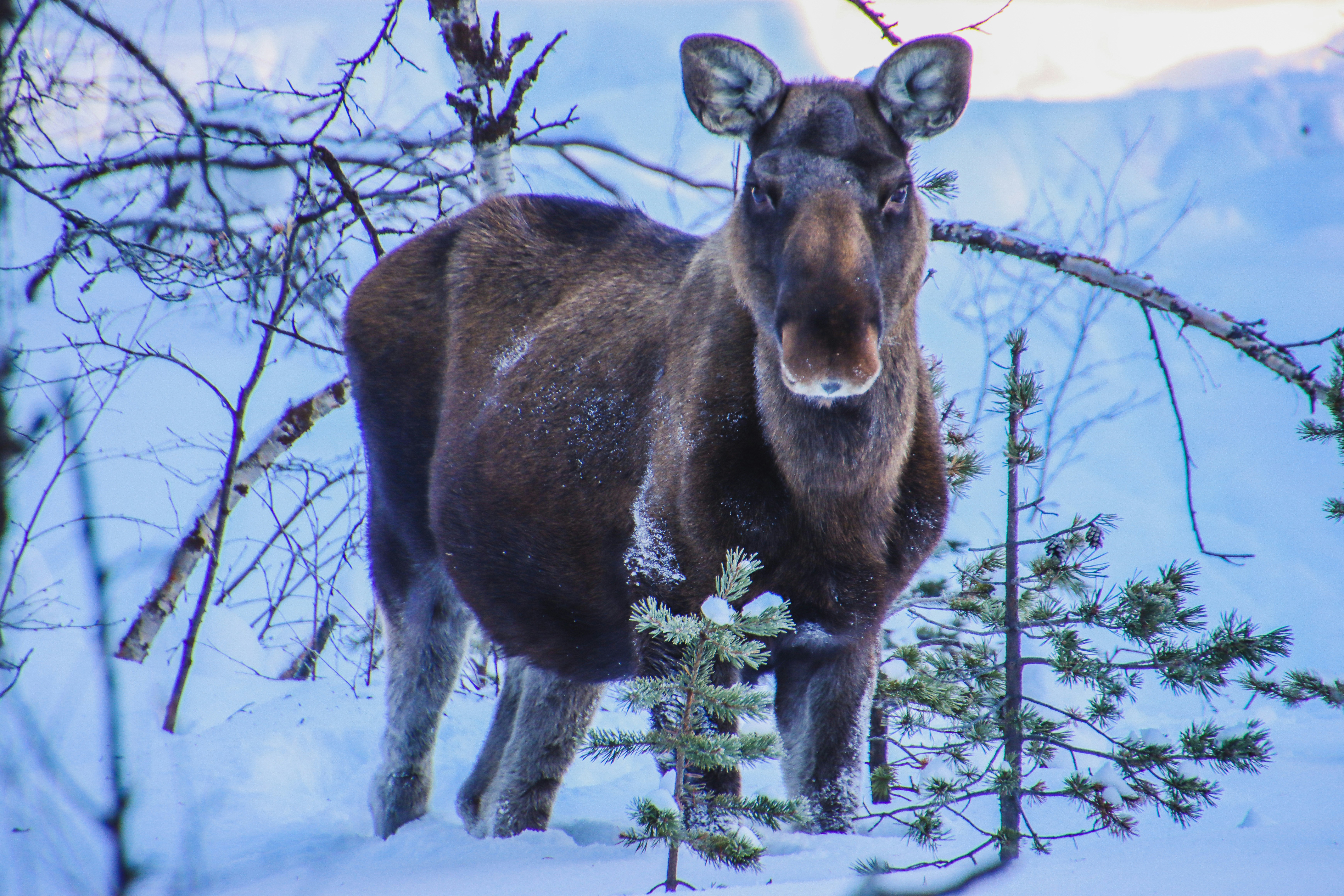 Ein Elch steht im Schnee neben einem Baum