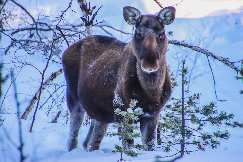 a moose standing in the snow next to a tree