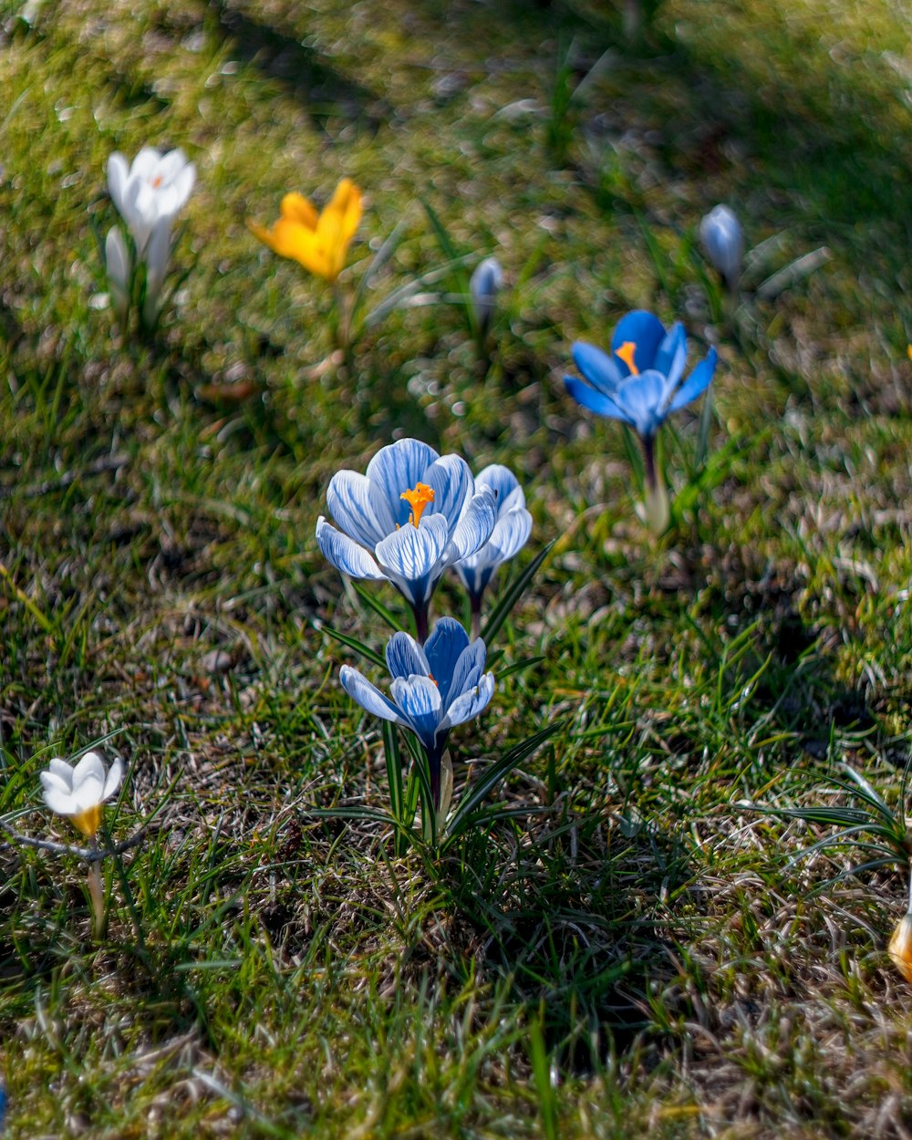 ein Strauß Blumen, die im Gras sind