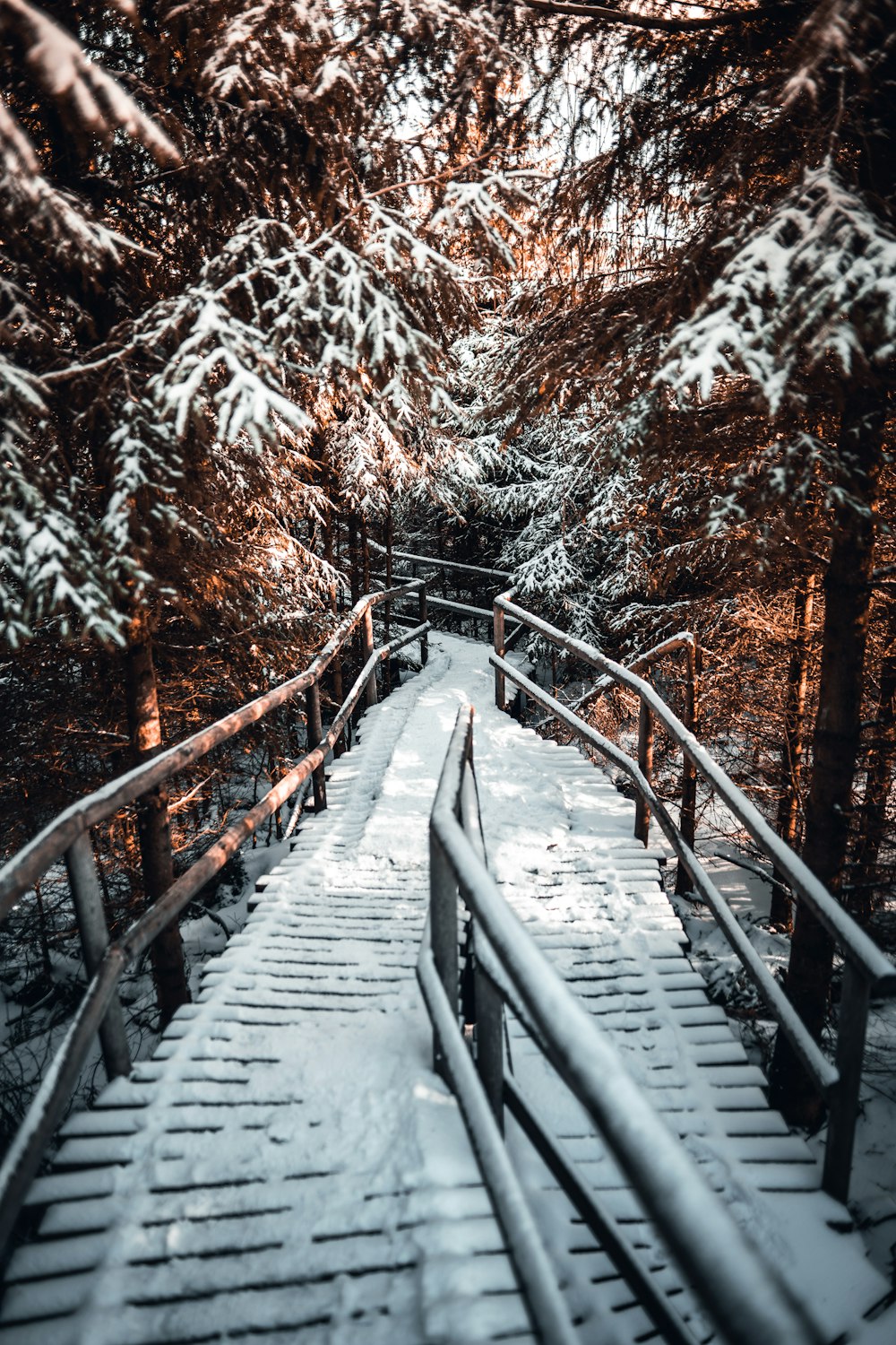 a wooden walkway in the middle of a snowy forest