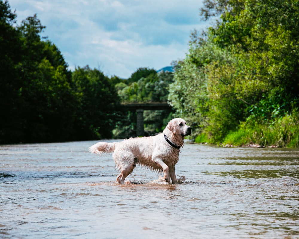 a dog is wading through a river