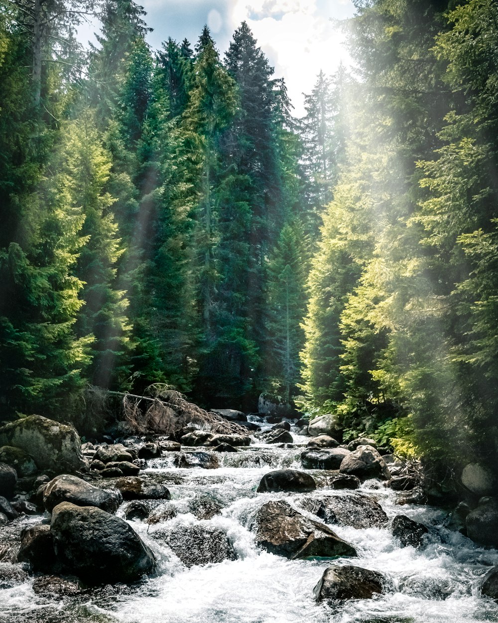 a river running through a lush green forest