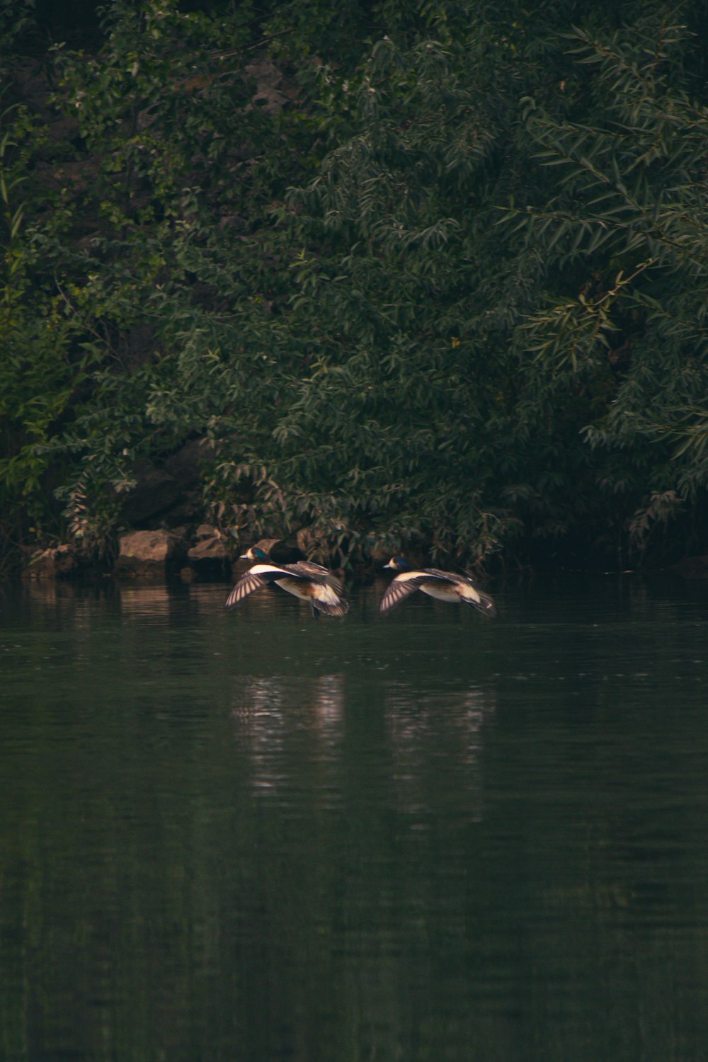 水域の上を飛んでいる数羽の鳥
