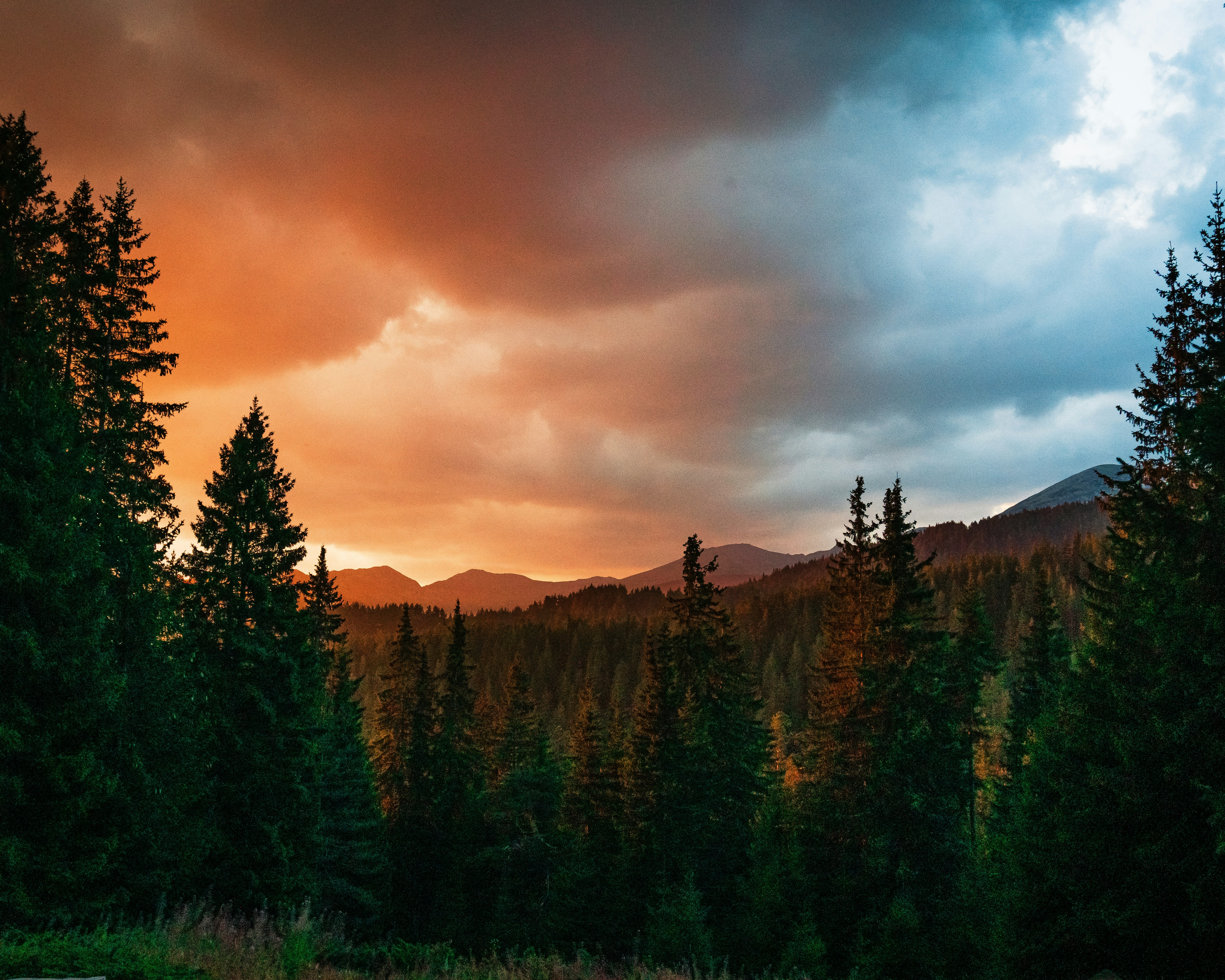 forest storm wallpaper, wallpaper, Calming Down During a Forest Storm: A Guide 4