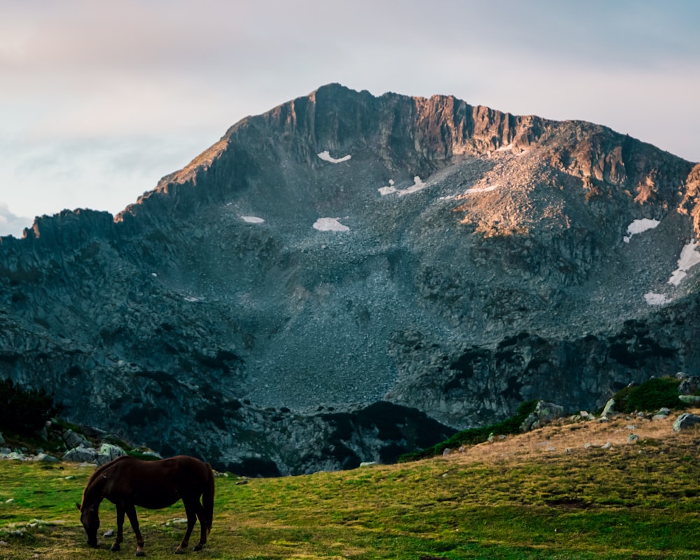 a horse grazes on grass in front of a mountain