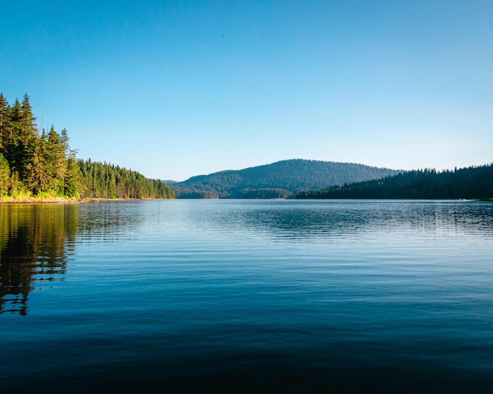 a large body of water surrounded by forest