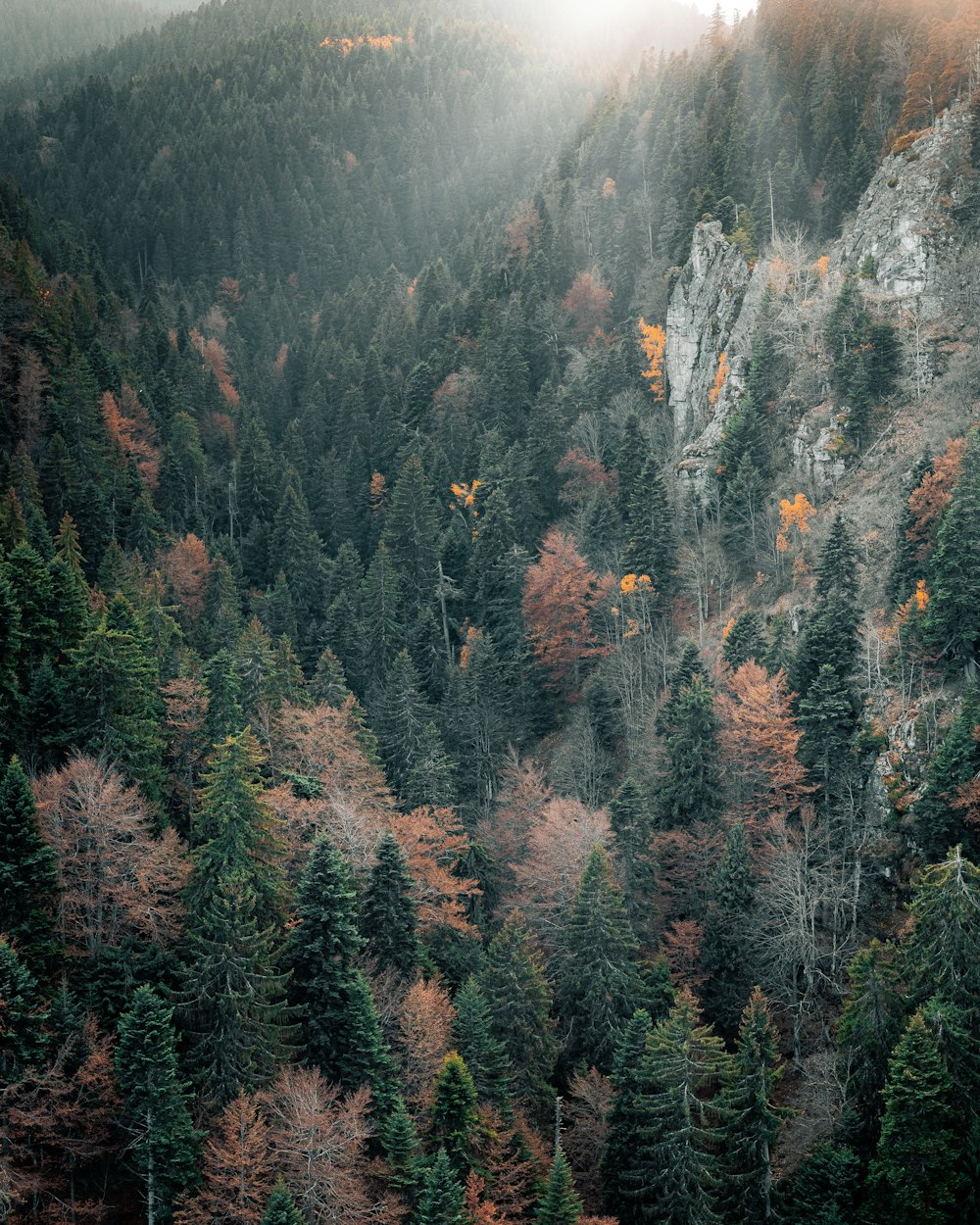 a forest filled with lots of tall trees