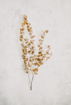 a plant that is growing out of the ground