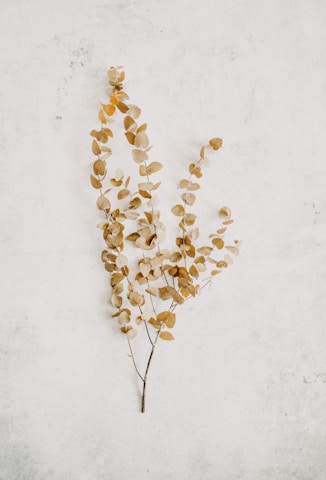 a plant that is growing out of the ground