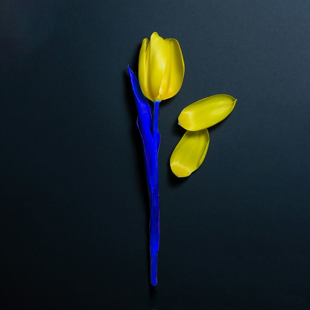 two yellow tulips with blue stems on a black surface