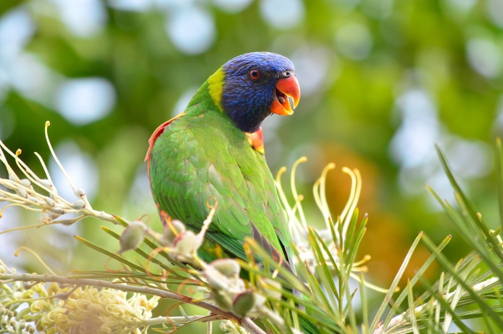 a colorful bird perched on top of a pine tree