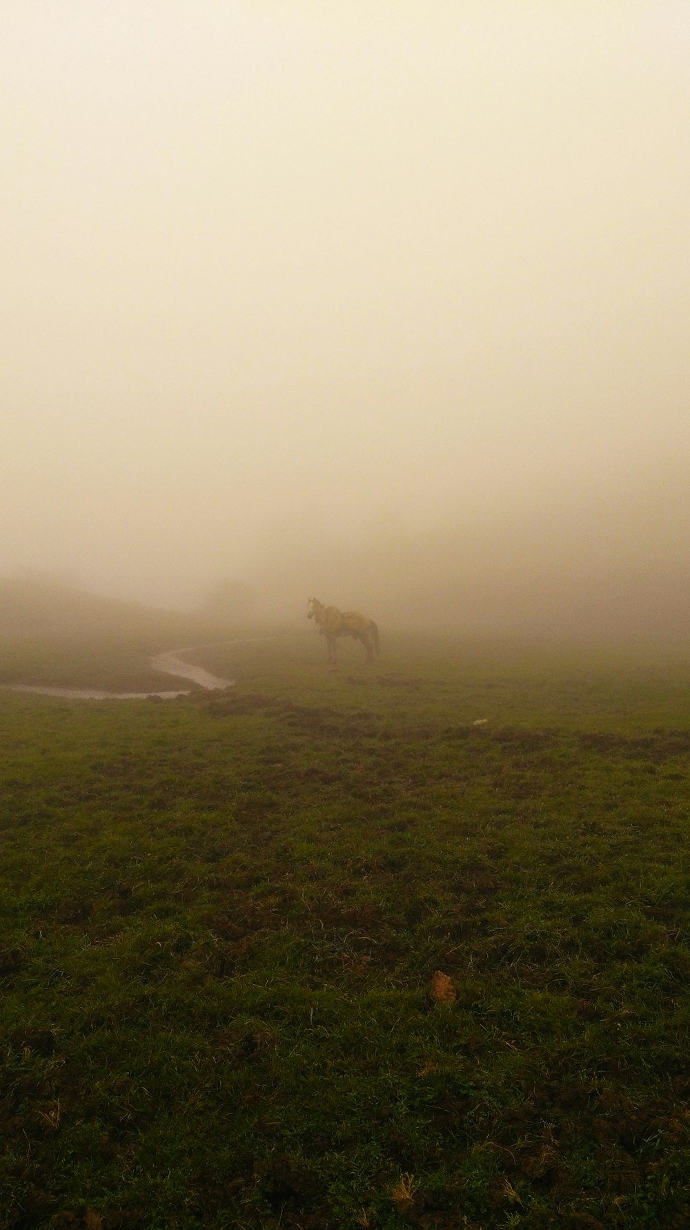 a horse standing in a field on a foggy day