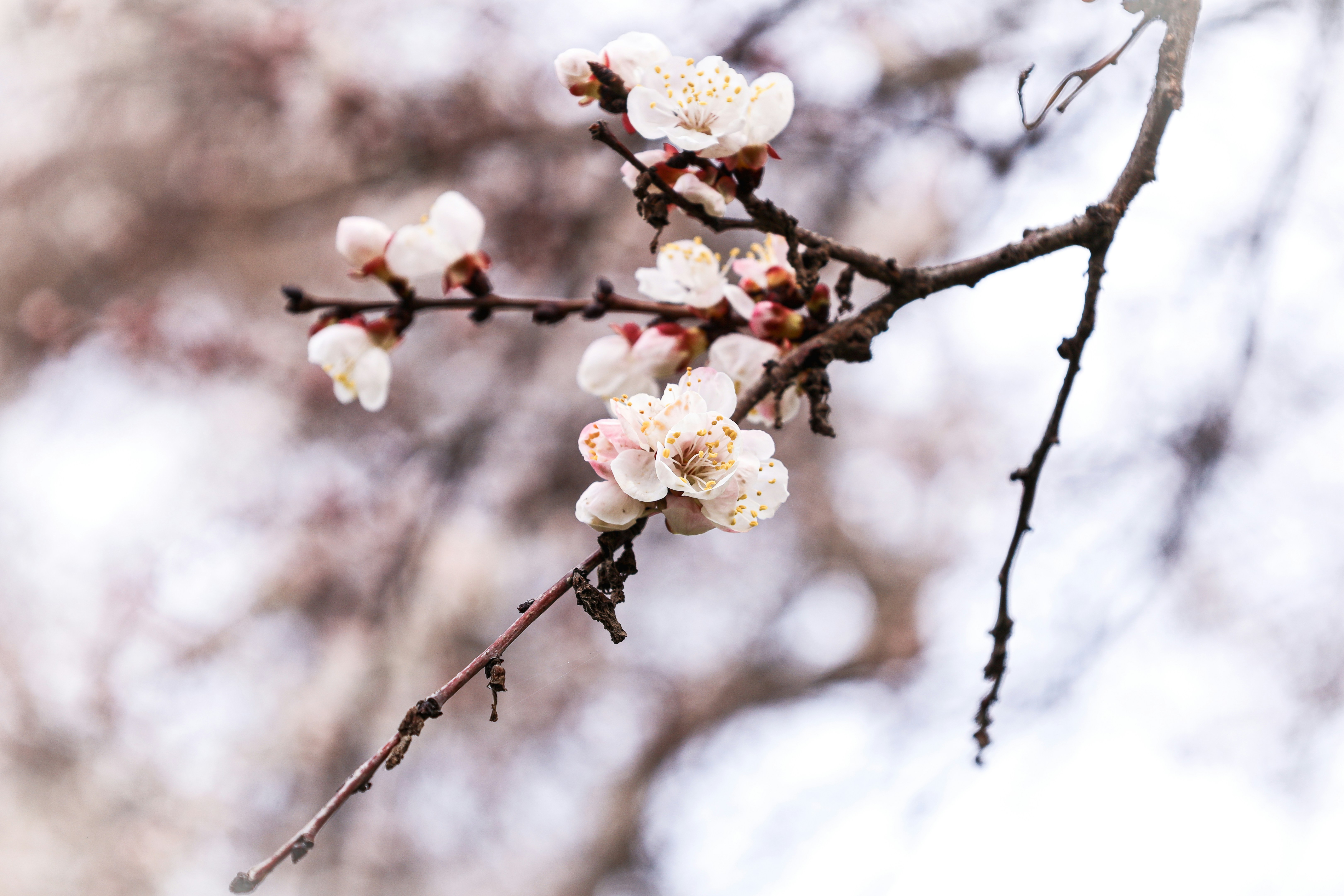 a branch of a tree with white flowers