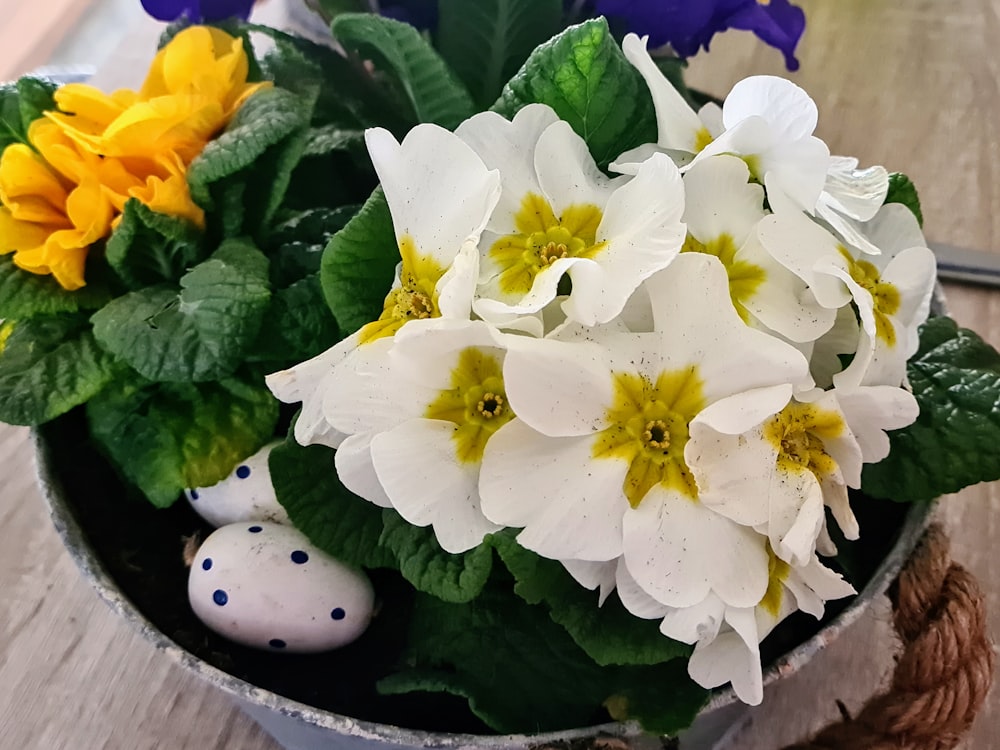 a potted plant with white and yellow flowers