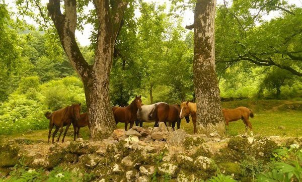Horses grazing in the forest above the village — Masuleh, Iran