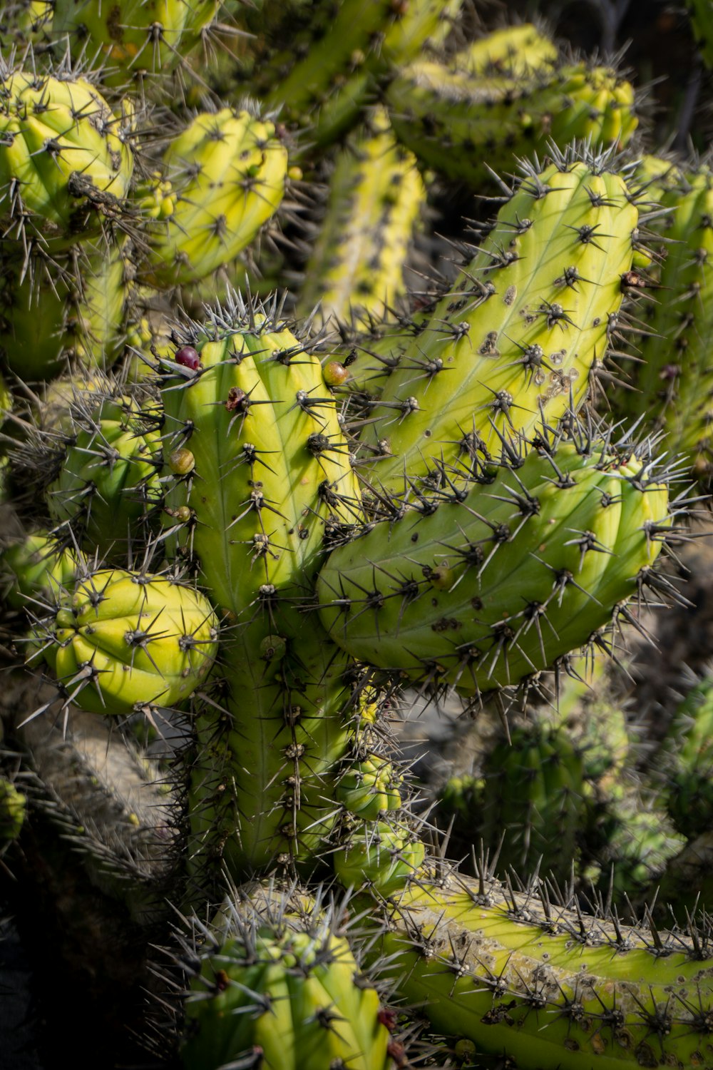 a close up of a plant