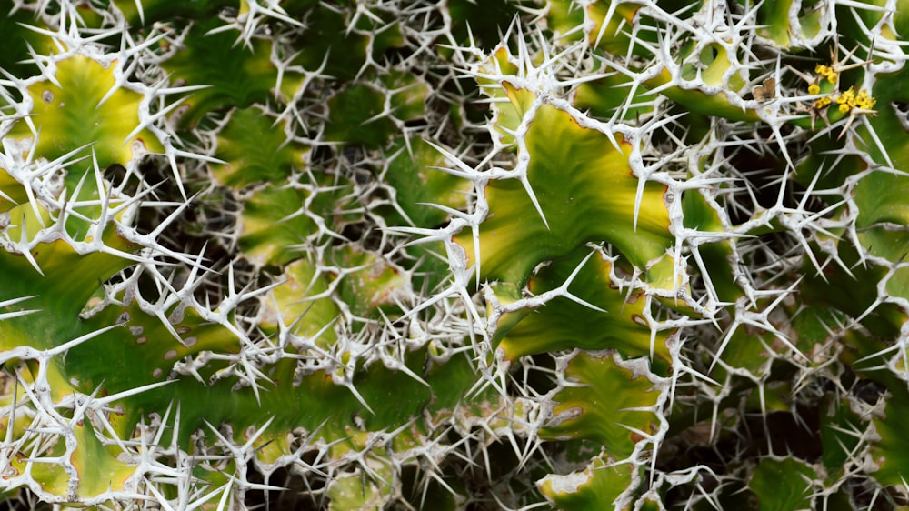 um close up de uma planta verde