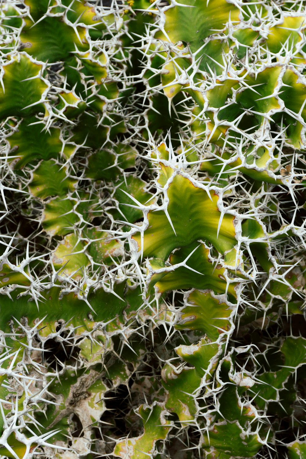 a close up of a green plant