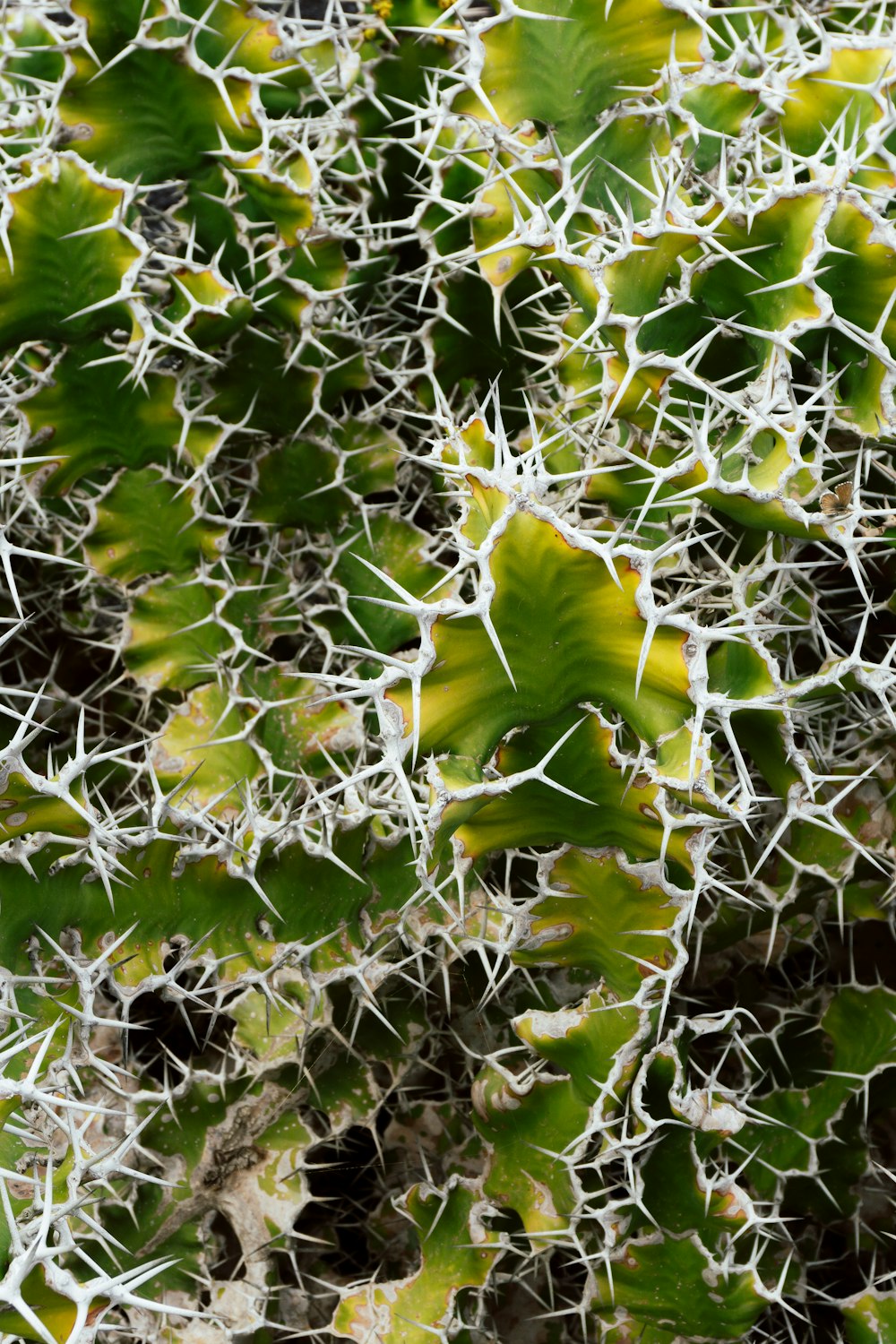 um close up de uma planta verde