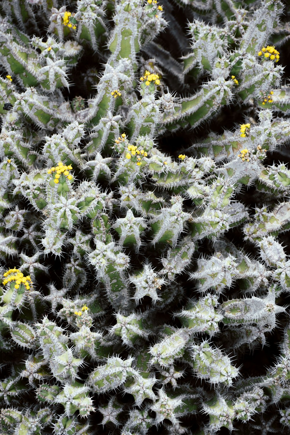 a close up of a cactus plant with yellow flowers