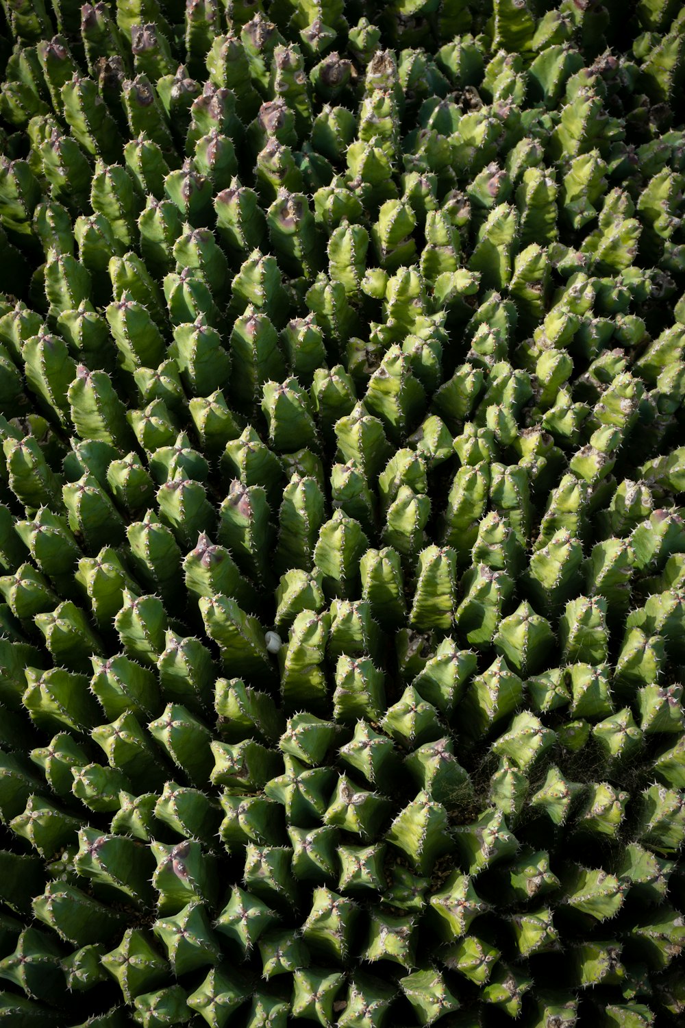 a close up of a green plant with lots of leaves