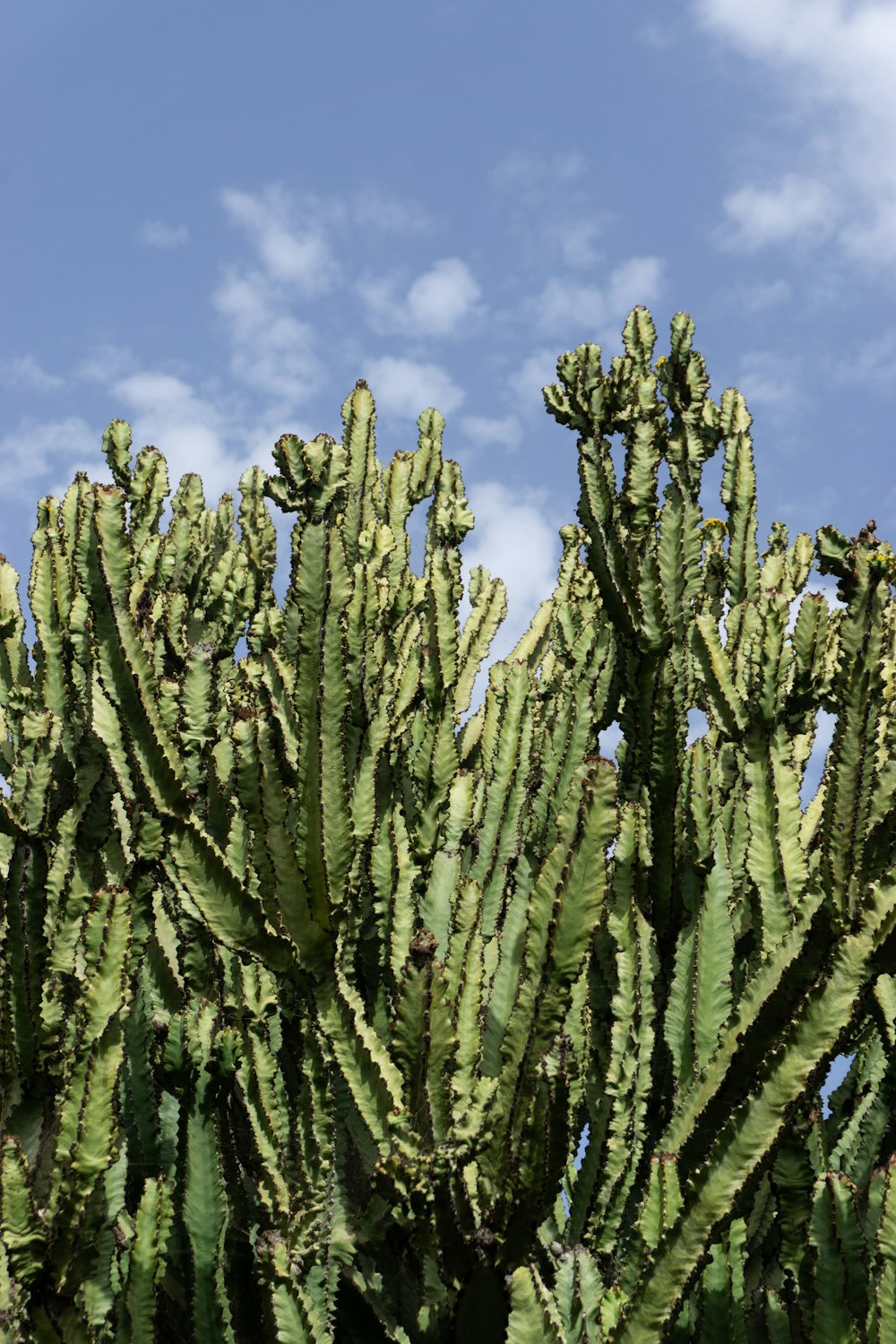 a large green cactus with a blue sky in the background