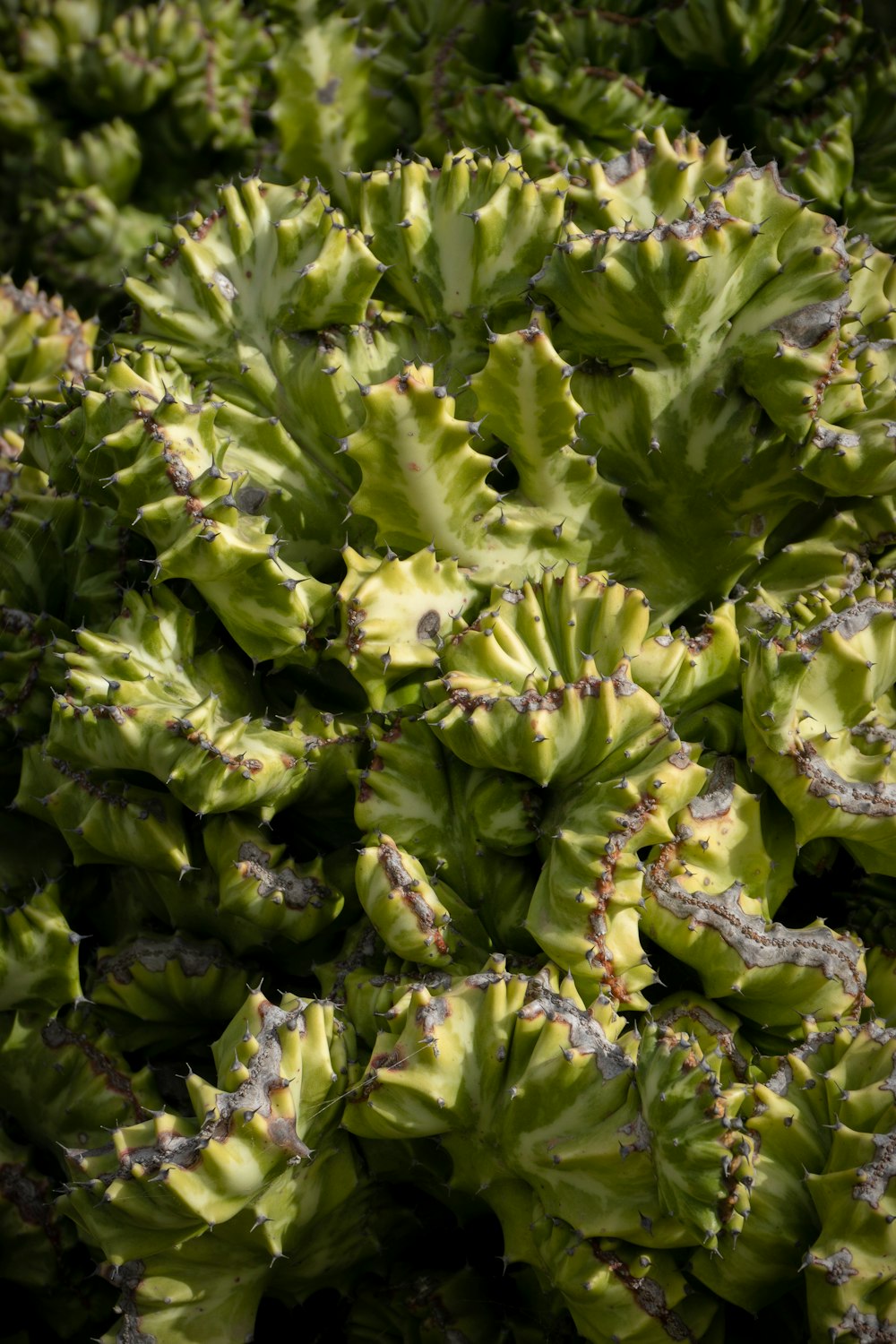 um close up de um monte de plantas verdes