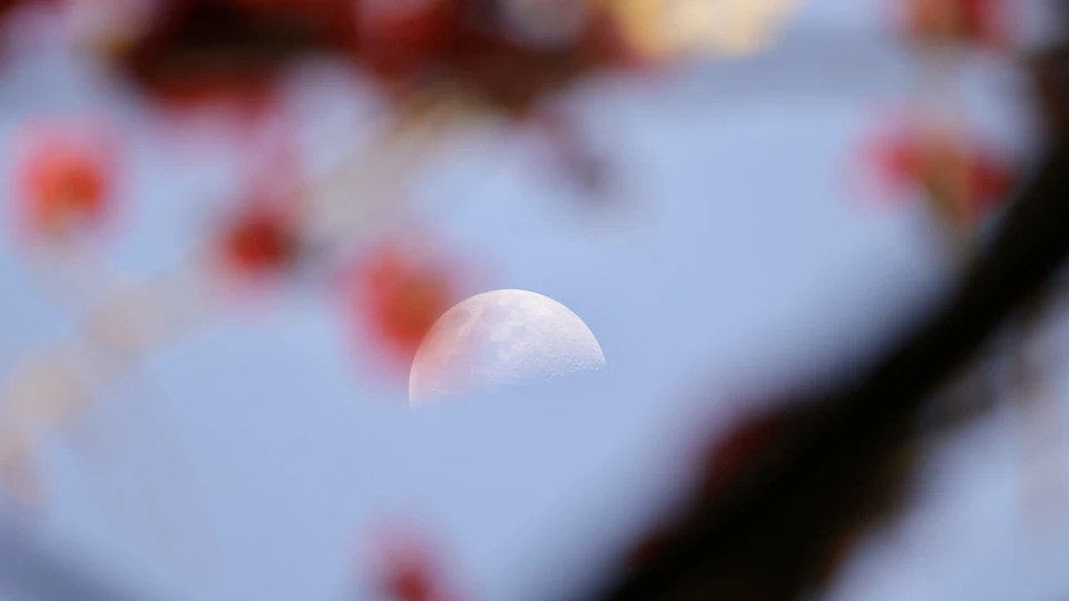 The image shows a close-up view of a full moon in the sky, with its surface illuminated by sunlight and casting a soft glow on the surrounding environment. The moon is positioned centrally in the frame, drawing the viewer's attention to it. In the background, there are red flowers that add a vibrant contrast to the serene scene.